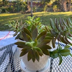 Meet your Posher, Jefferson e patricia